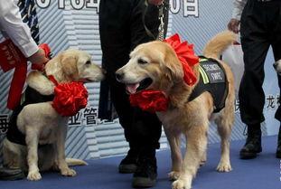 云南搜尸犬爆料案件最新,真相渐浮水面